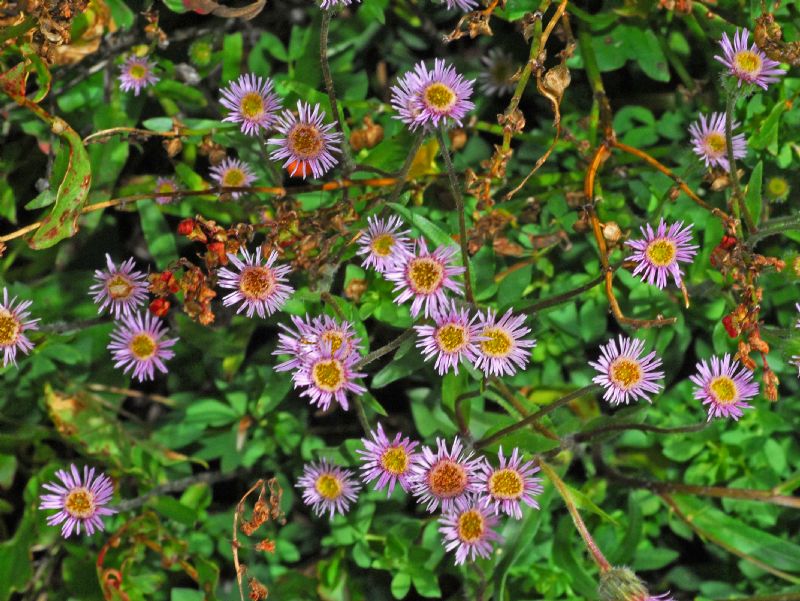 Minuscoli fiori alpini:  Erigeron uniflorus